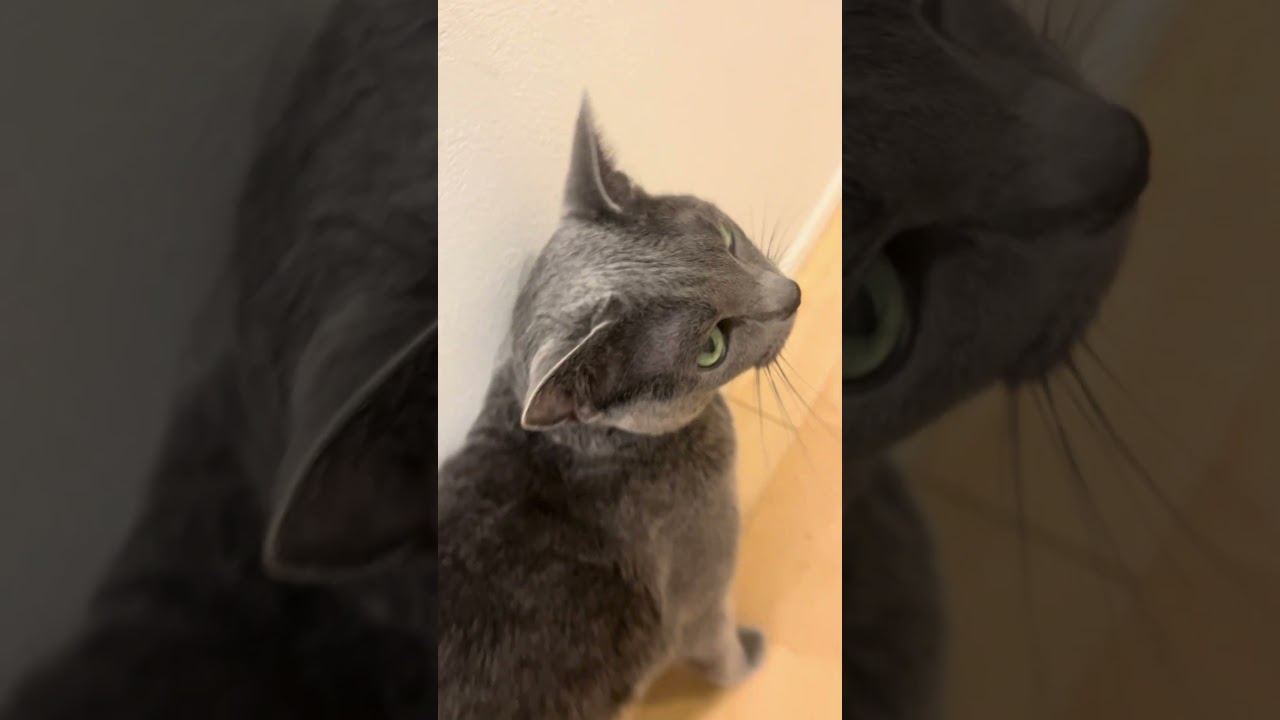 Good morning Riru 20240819 #cat #ねこねこ #cuteanimal #kitten #cutecat #cute #猫 #catcute #catlover #猫猫