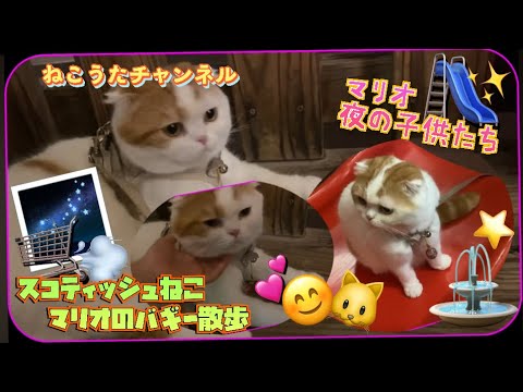 夜の散歩で､女の子と､滑り台🛝で遊んだ､スコティッシュねこのマリオ君❤️うまうま〜