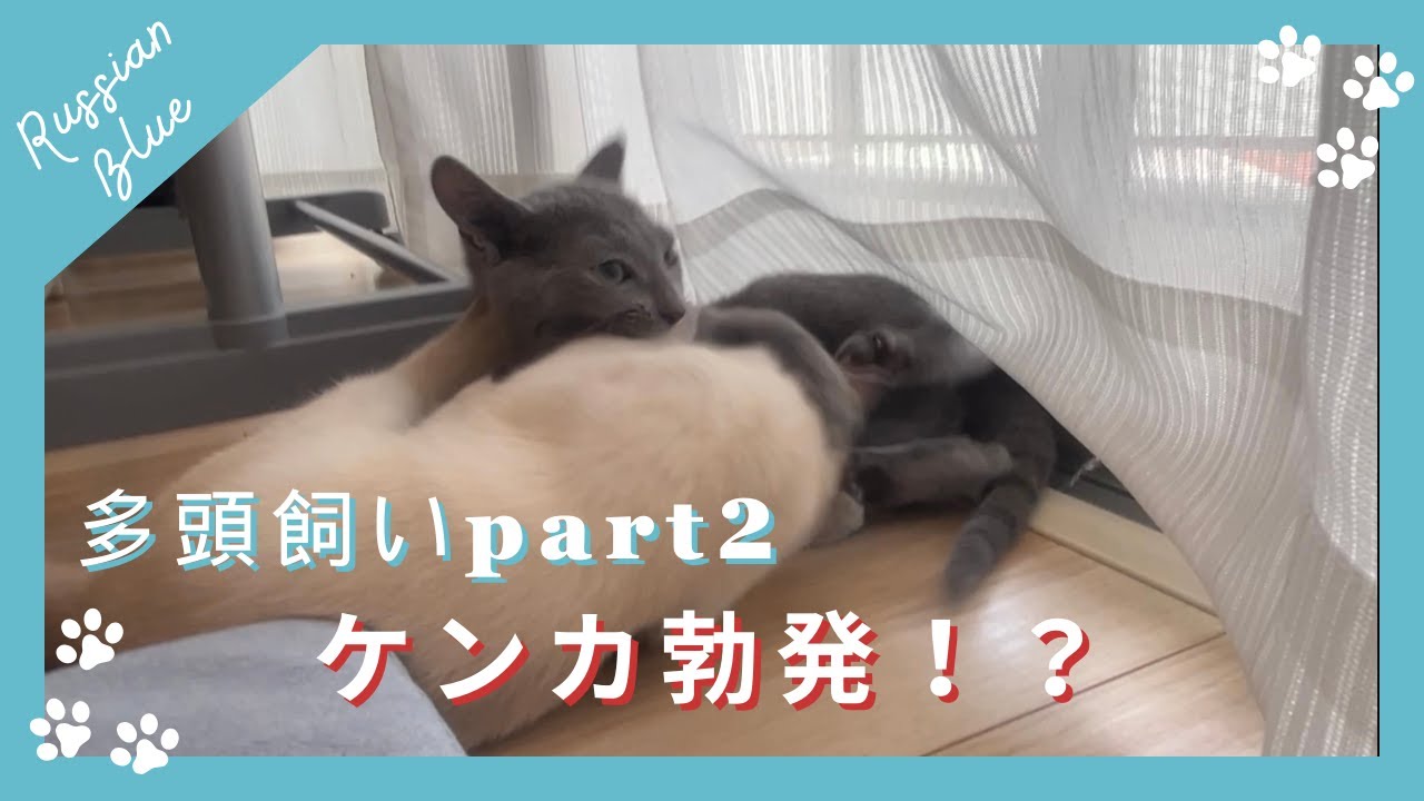 多頭飼い！仲良くなるまでは我慢【ロシアンブルーのあおそら】
