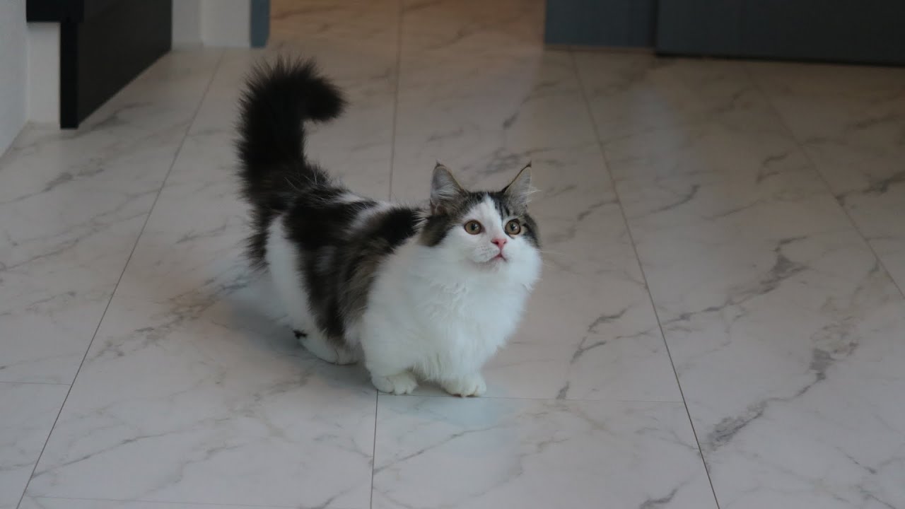 【マンチカン短足子猫】生後４ヶ月の元気な男の子