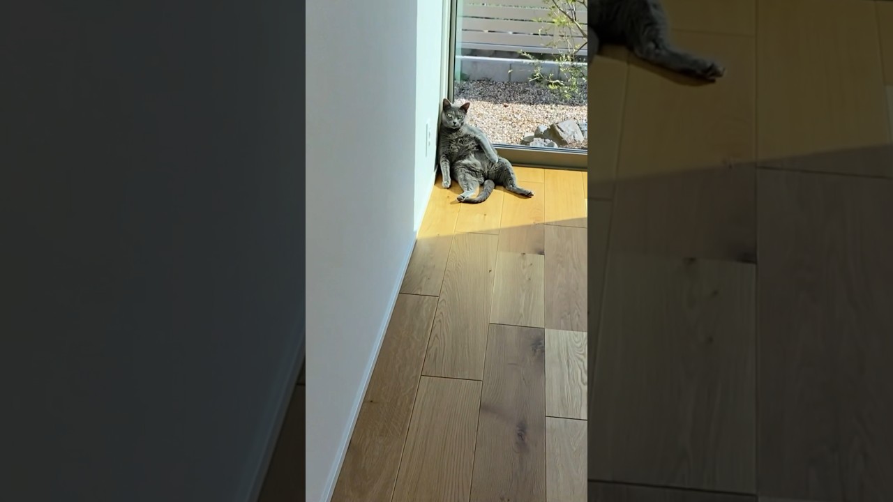 酔っ払いのオッサンみたいな猫　#ロシアンブルー #保護猫