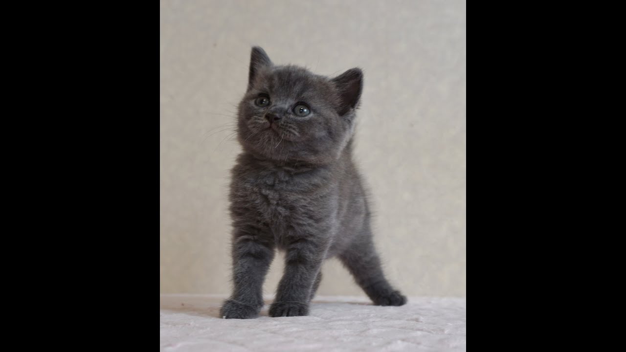 ブリティッシュショートヘアー子猫　British Shorthair　2024.7.5産まれ　ブルー　女の子　シーダキャット猫のお店