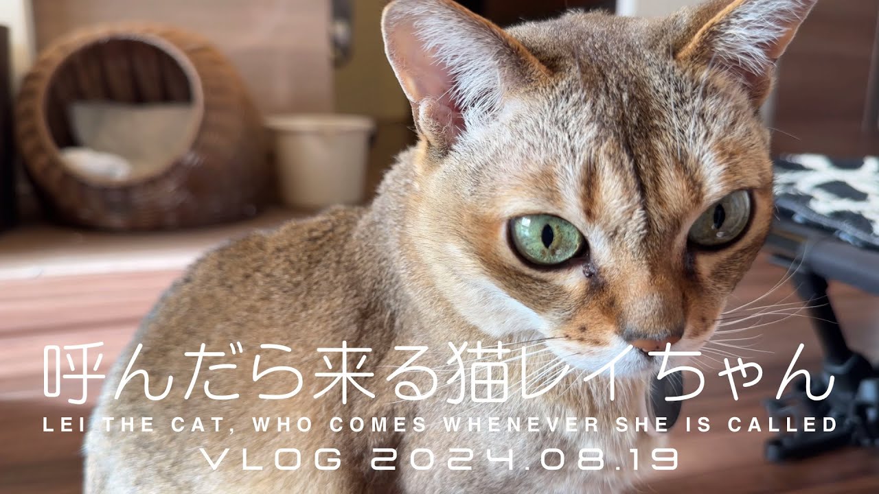 【VLOG 2024.08.19】呼んだら来る猫レイちゃん | Lei the cat, who comes whenever she is called【シンガプーラ】