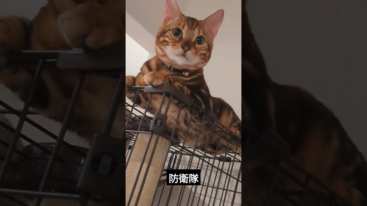 ベンガル風猫ちゃんうり　お家の防衛は任せて！♫🌟　 #animals #かわいい #cute #shorts
