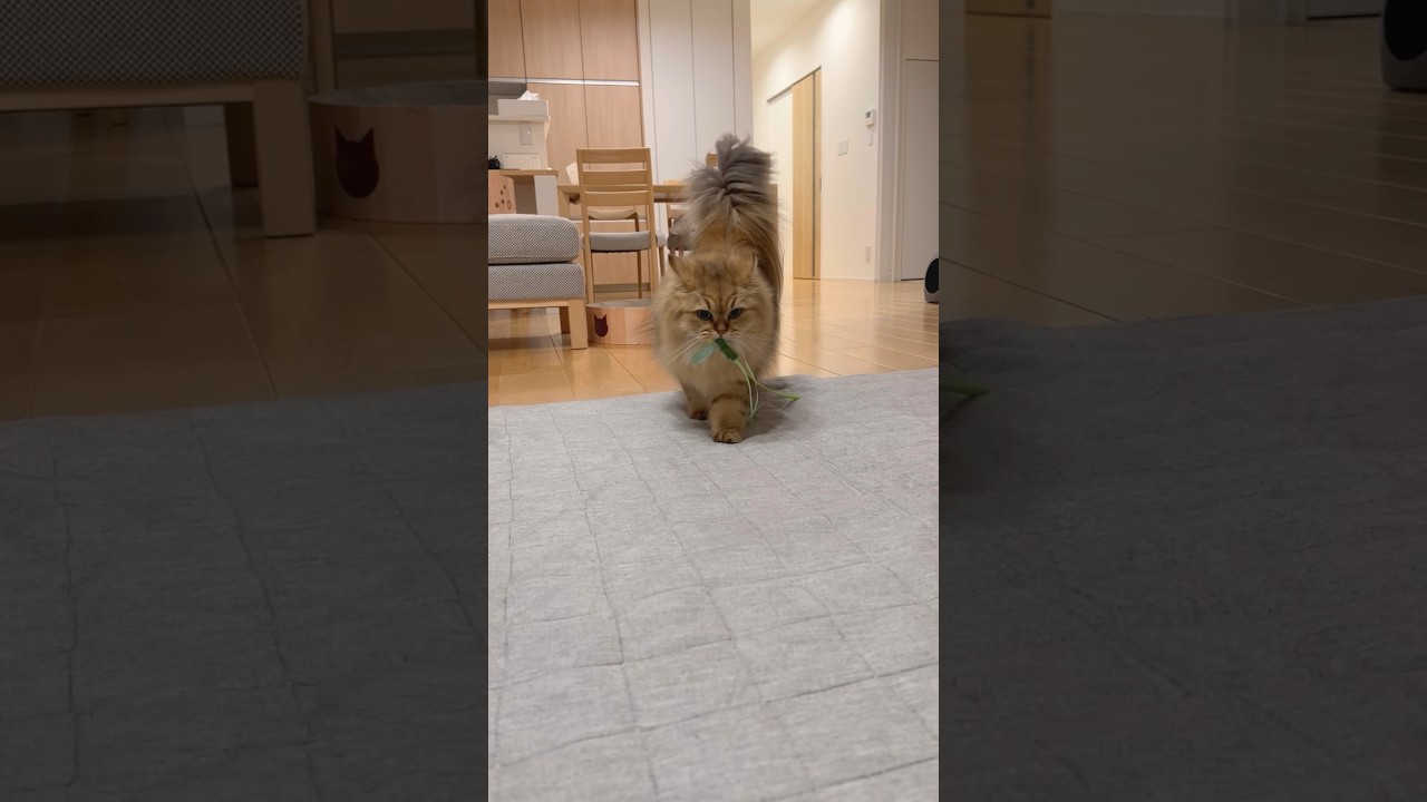 獲物を見せびらかしたくて鳴きまくる猫 【サイベリアン】 #Shorts