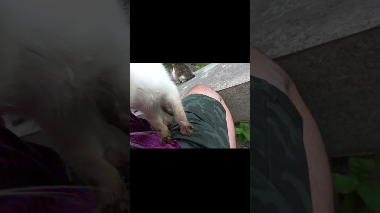 自ら膝に乗って来る野良シャム子猫😺 #Shorts