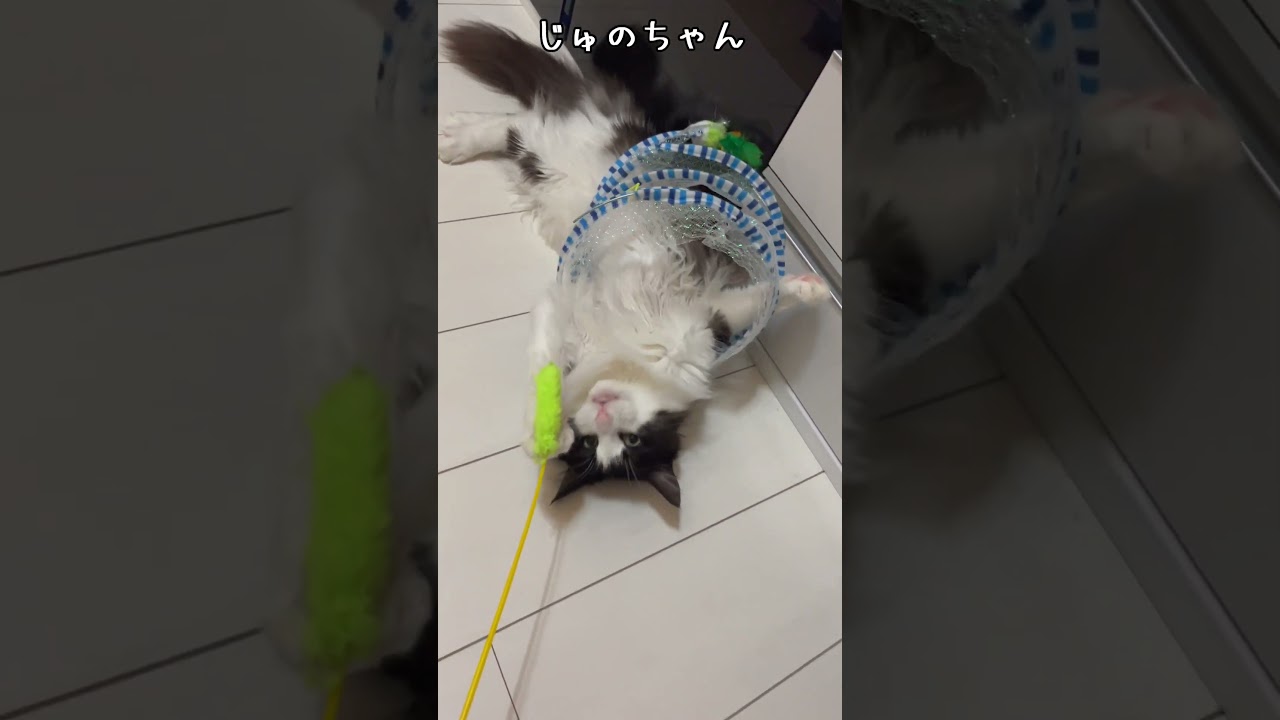 からまるメインクーン #cat #メインクーン #猫好きさんと繋がりたい #ねこ