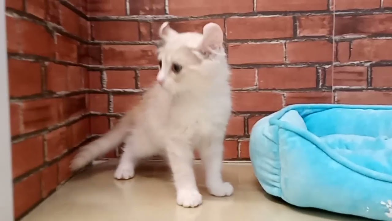 686849 アメリカンカール