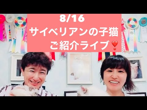 8/16 かわいい子猫がいっぱい😻サイベリアンの子猫ご紹介ライブ😻