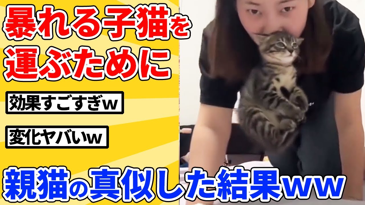 【2ch動物スレ】シャーしてる子猫の首を咥えたら変化がヤバすぎたｗｗｗｗｗ