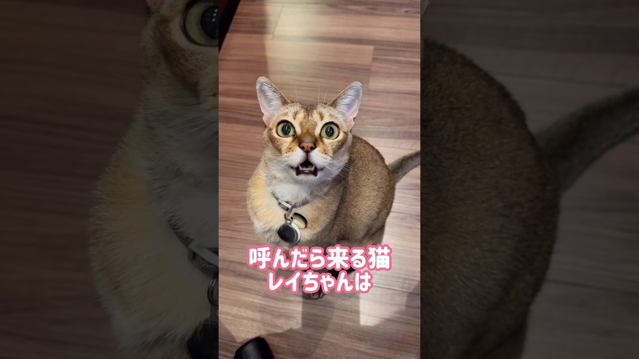 肉球が茶色いレイちゃん #シンガプーラ #cat #shorts