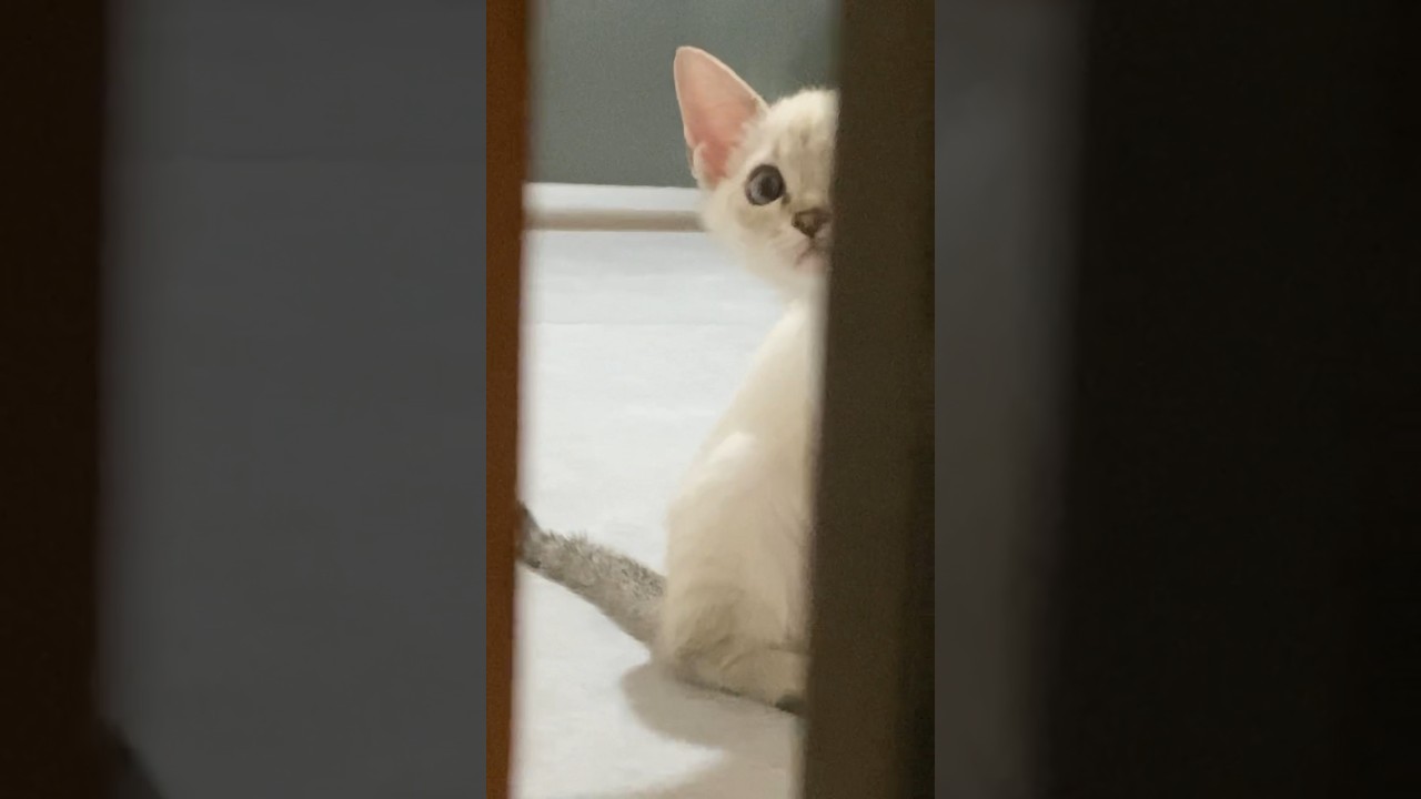 なんかいた！　#元保護猫　#シャムトラ　#シャムミックス　#cat #猫耳 #kitten #シャムmix  #子猫 #猫耳
