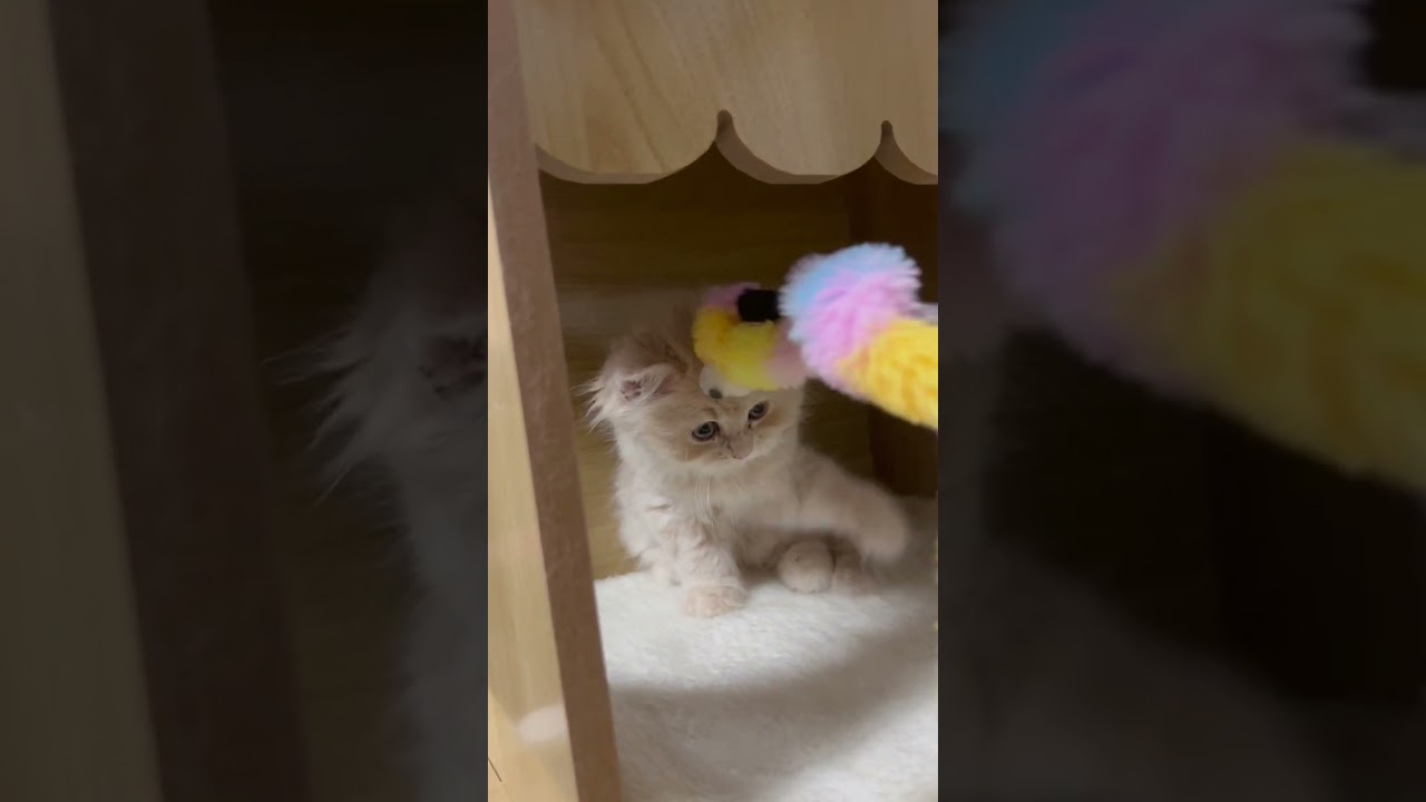 スコティッシュフォールド 人気のクリーム系♪まん丸お目々の女の子♪