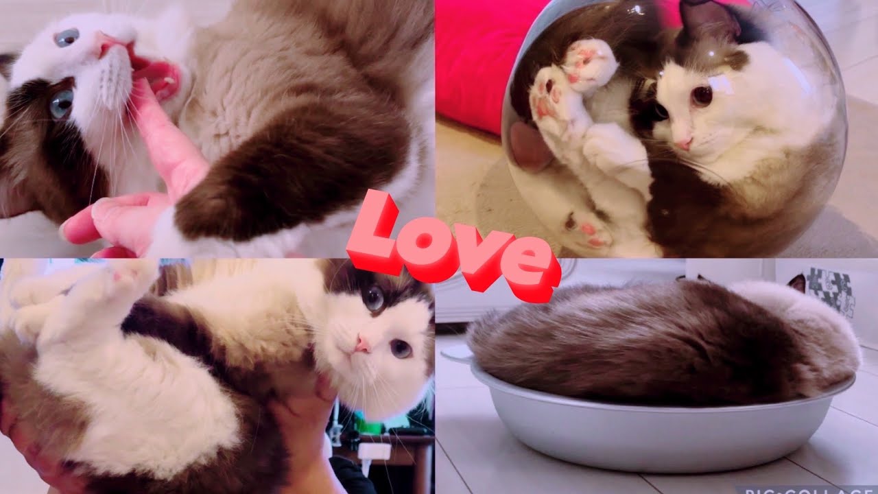【人気猫】ウチのラグドールおもろすぎ😈もちまるより人気者になる未来しか見えん🧡
