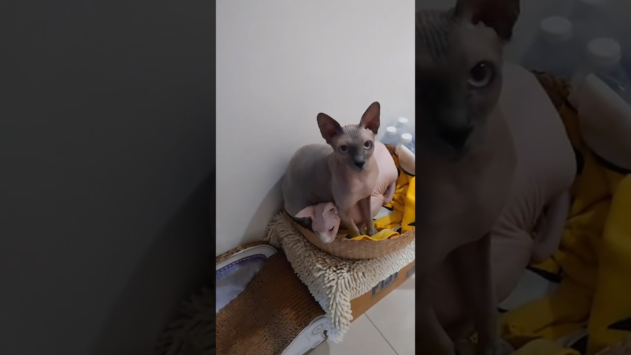 妹猫が大好きな毛のない兄猫【スフィンクス猫】