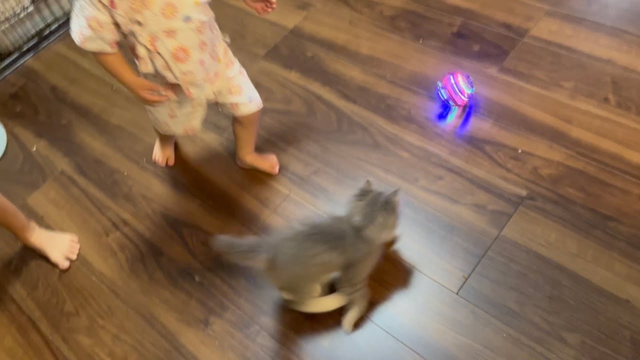 子供達と一緒になってボールを追いかける子猫　サイベリアン