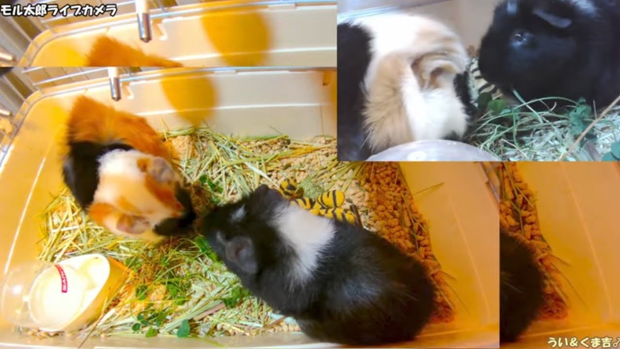モル太郎ライブカメラ（お試し）guinea pig  !!