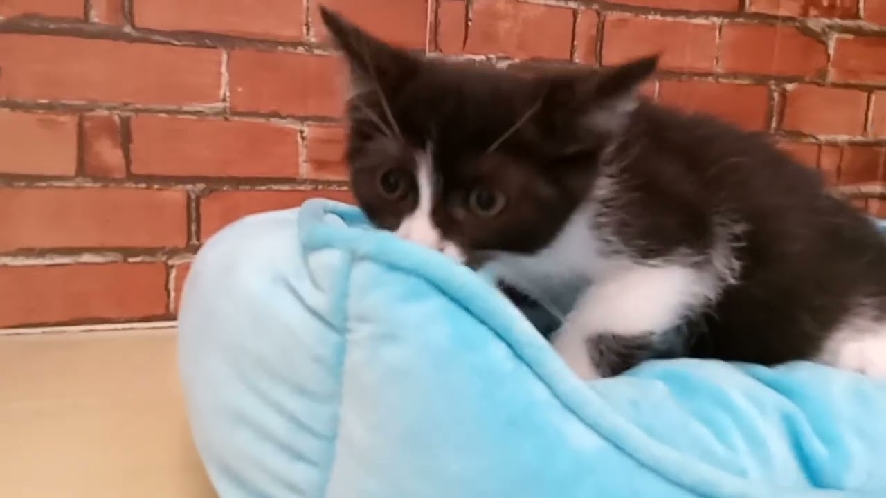 686837 セルカークレックス