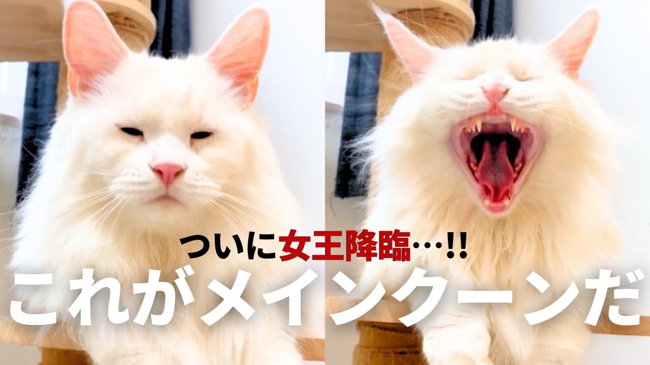 【威圧感エグ】これが大型猫メインクーンだ…!!レオ隊長のガチ兄弟、るな女王に会いに行ってきました!!
