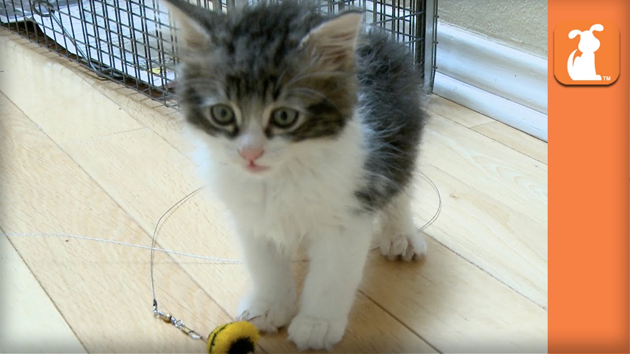 Rescue Kitten with Manx Syndrome Wears Diapers and Needs Special Home