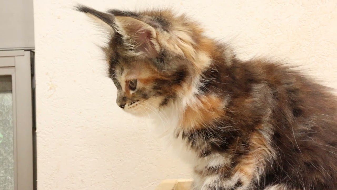 可愛いメインクーン子猫ききょうちゃん