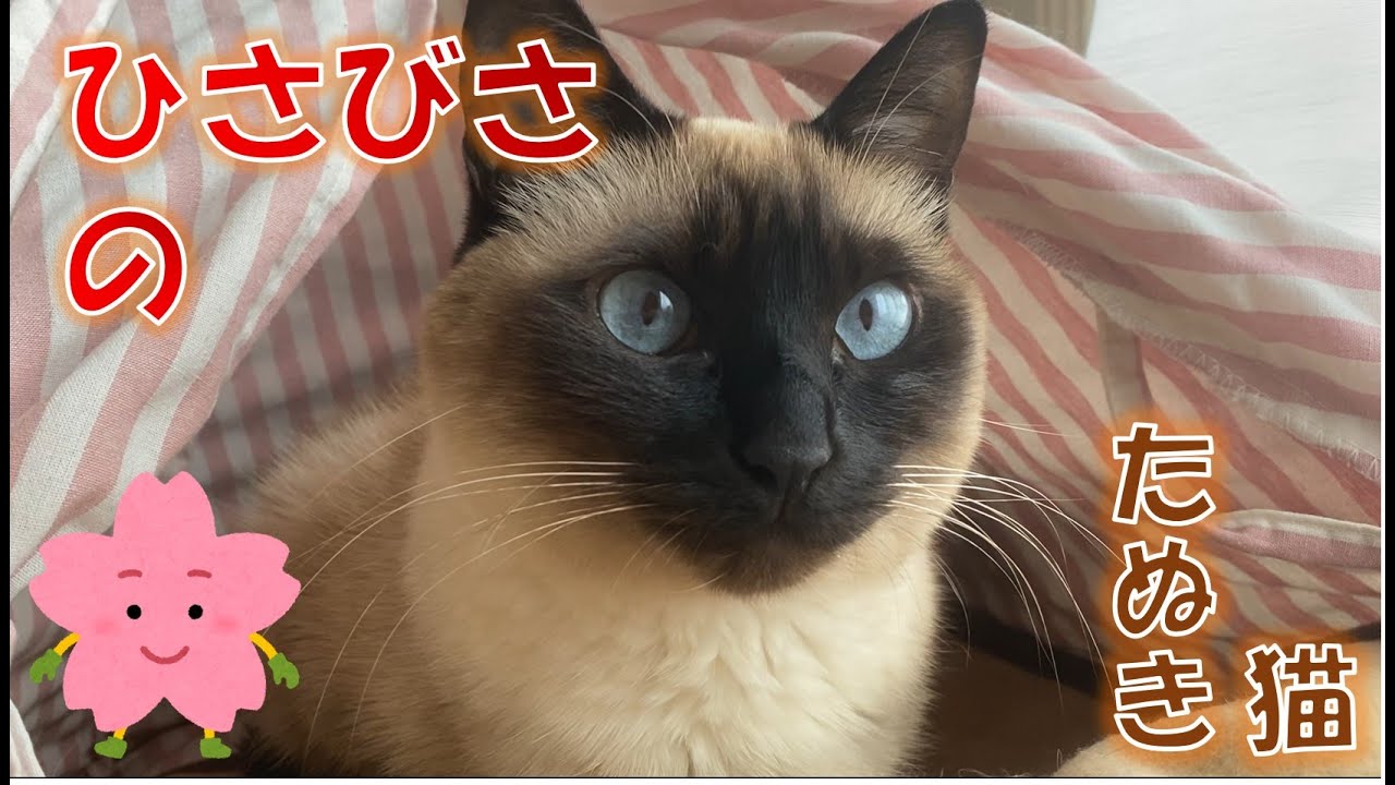 ひさびさのシャム猫ふくさん【たぬき猫】
