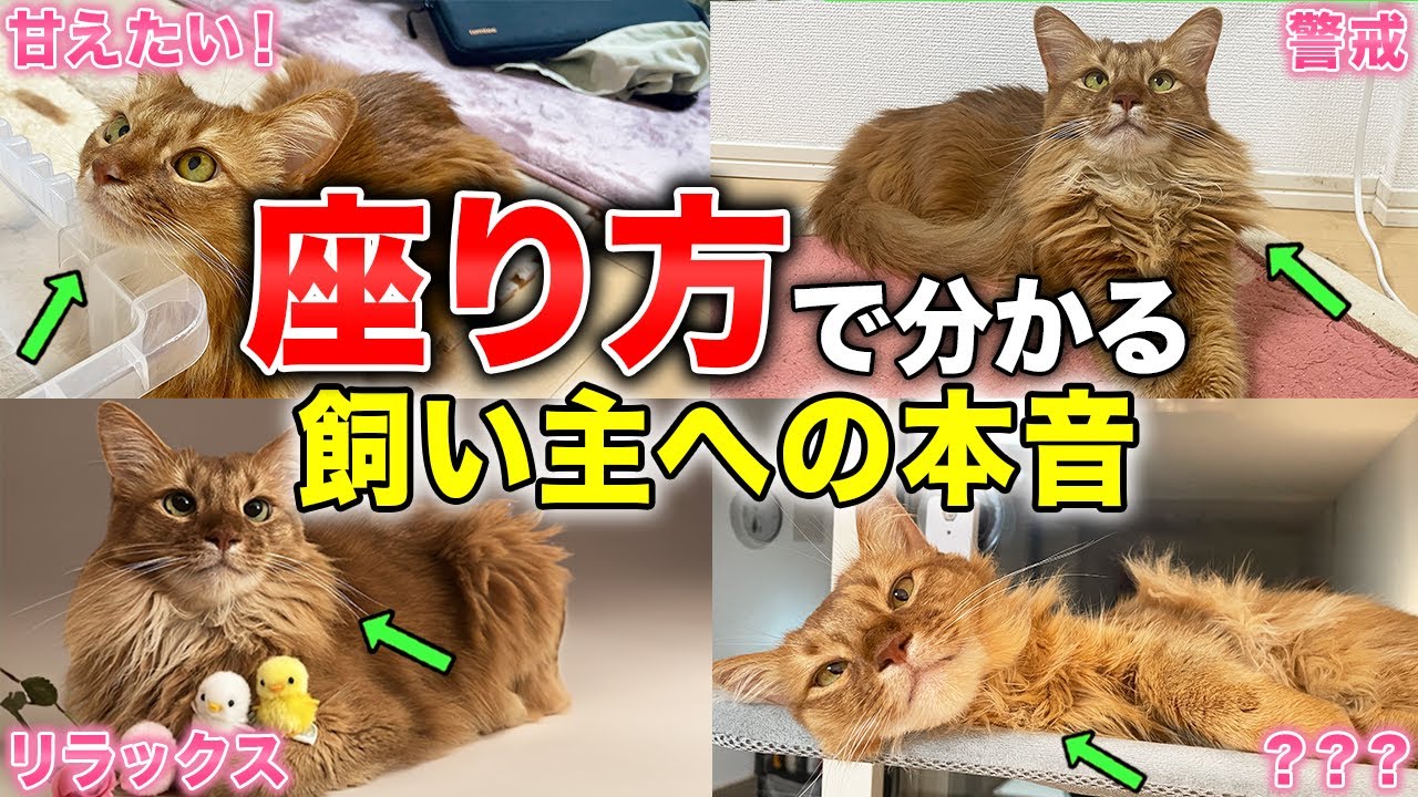 【完全版】猫の座り方・寝相でわかる飼い主への本音10選