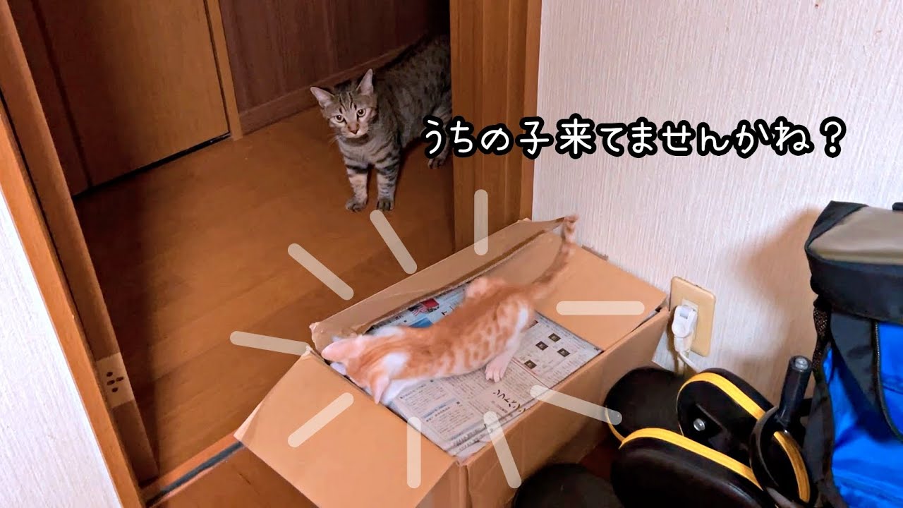 【ほっこり】夜な夜な子猫を迎えにくるしずくさん