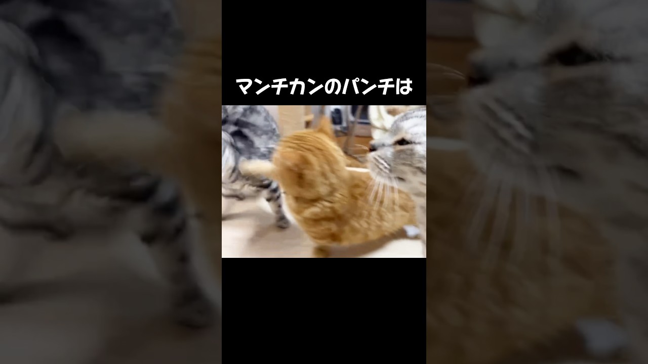マンチカンのパンチは決して...え？当たった？当たっちゃった汗 #猫 #マンチカン #shorts