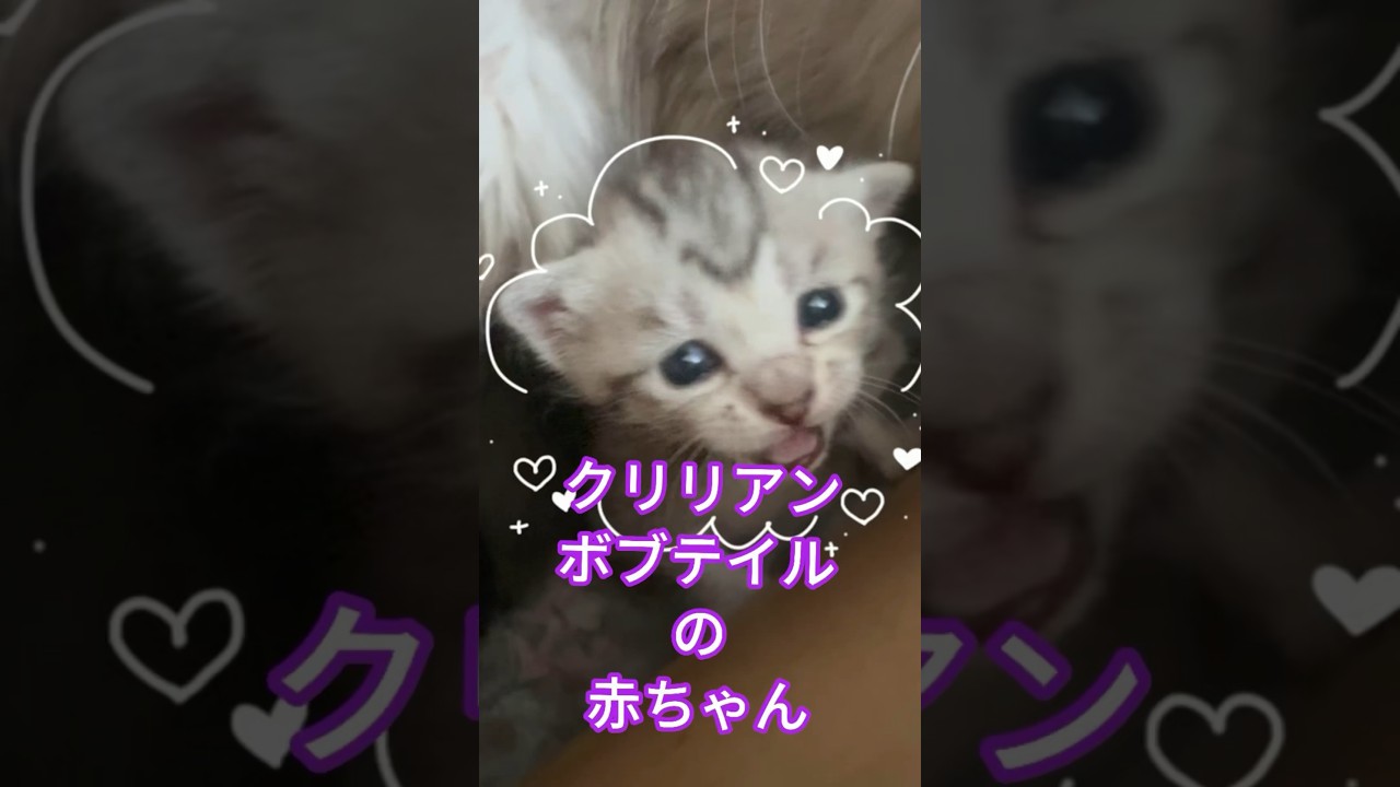 #クリリアンボブテイル  🩷🐈‍⬛🩷子猫産まれた報告❣️ #cat #かわいい子猫を毎日紹介しています #cuteanimal #かわいい子猫 @kichifrost