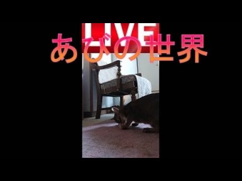 ネコ動画あび＃4052 　あびの毎日　アビシニアン　あび