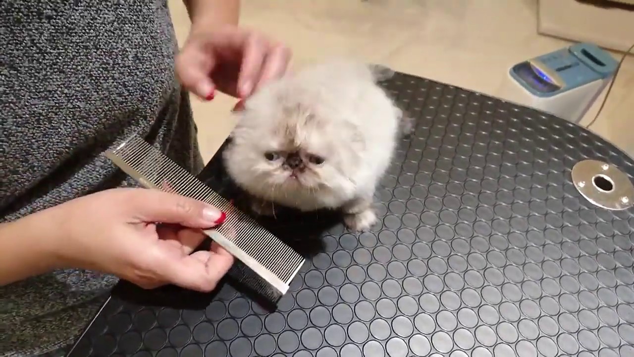 ヒマラヤン赤ちゃんのドライヤー。生後38日の時。 Himalayan babies.At38days.DOB Dec.28/2018