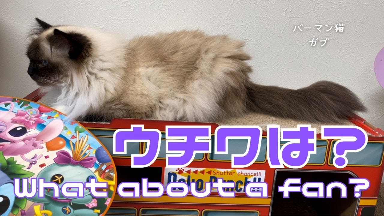 バーマン猫ウリとラフとガブ【ウチワは？】What about a fan?（バーマン猫）Birman/Cat