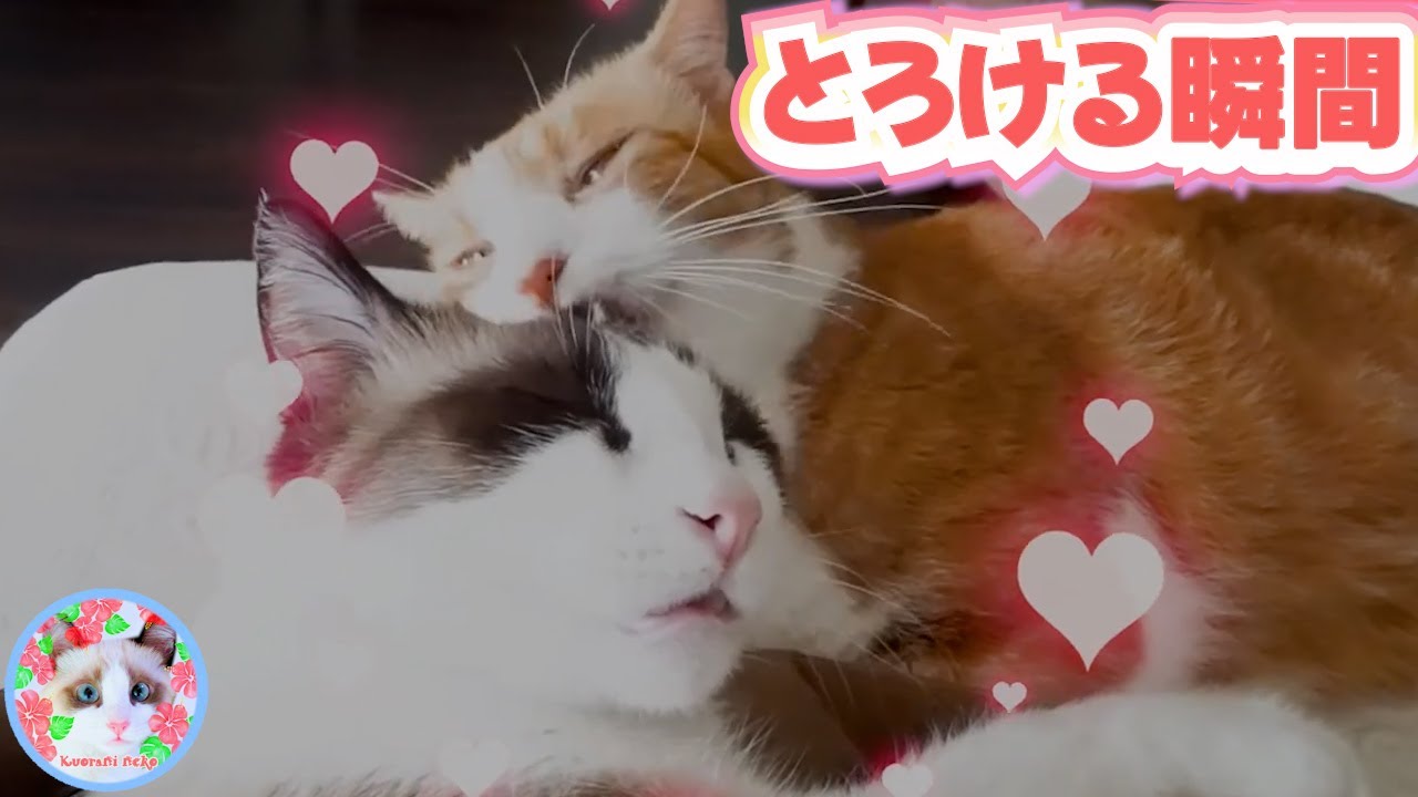 どうしてこうなっちゃう？猫の習性？ Cat behavior
