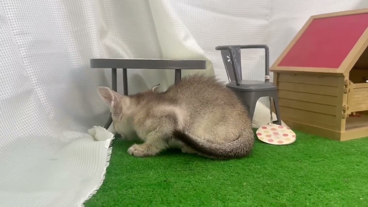 シンガプーラ 七夕生まれの可愛い男の子💕