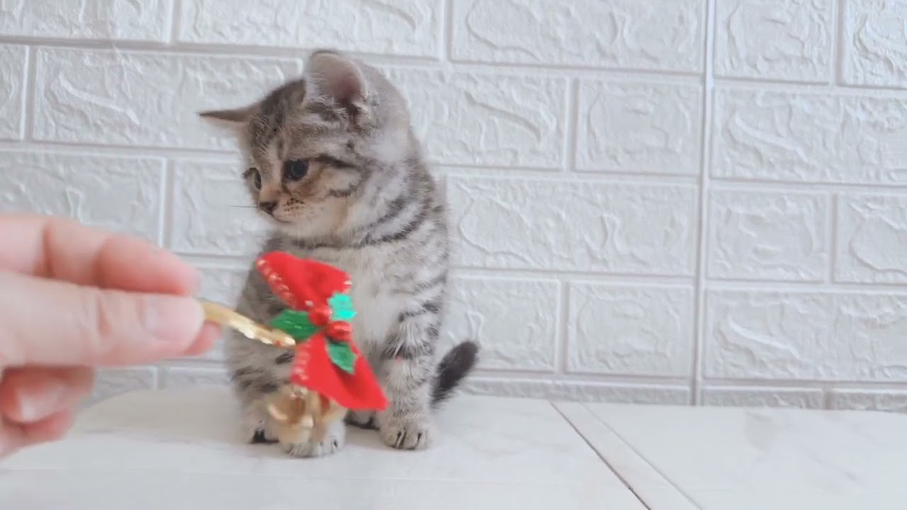 スコティッシュフォールド 【込み込み価格】【夏季限定価格】