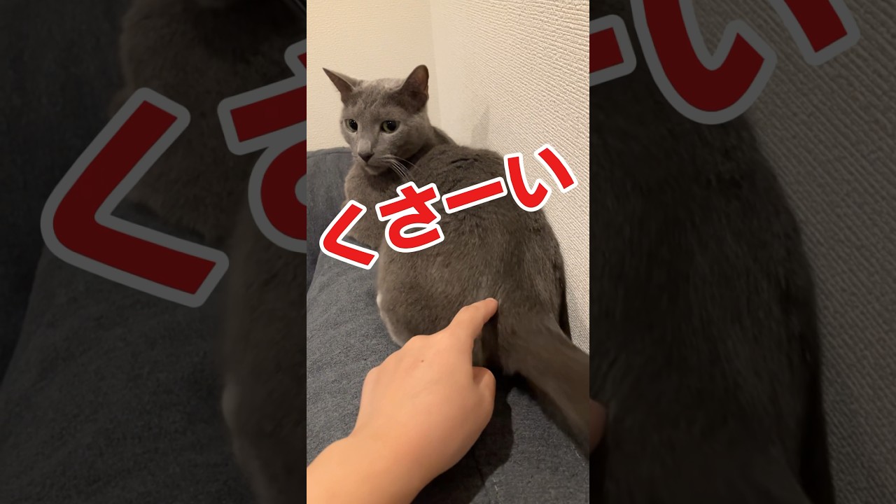この曲くせになる猫#猫 #ロシアンブルー #cat #russianblue