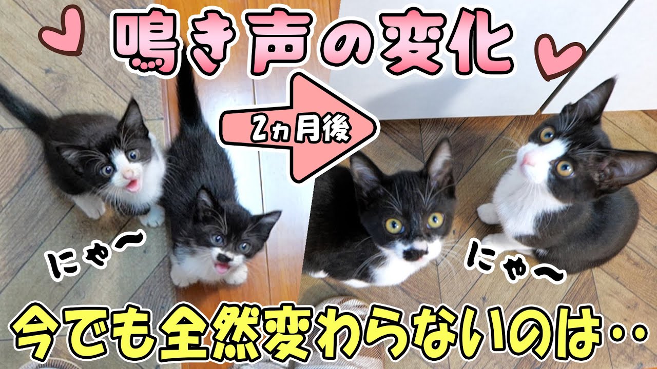 子猫の鳴き声は2ヵ月でこう変わる🐈成長しながら色々変わっていくけど、変わらないものは変わらない💕【仲良し子猫姉妹の成長記録】