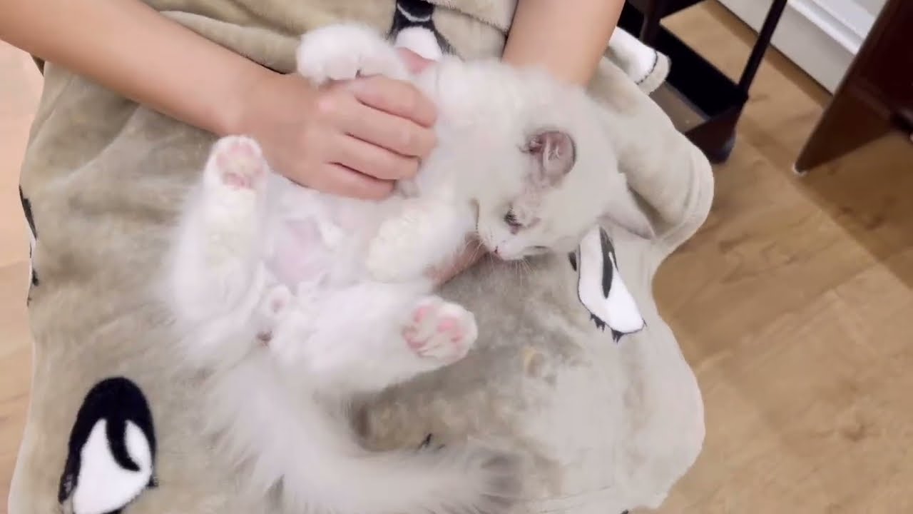 【2024/8/21撮影】今日のラグドール