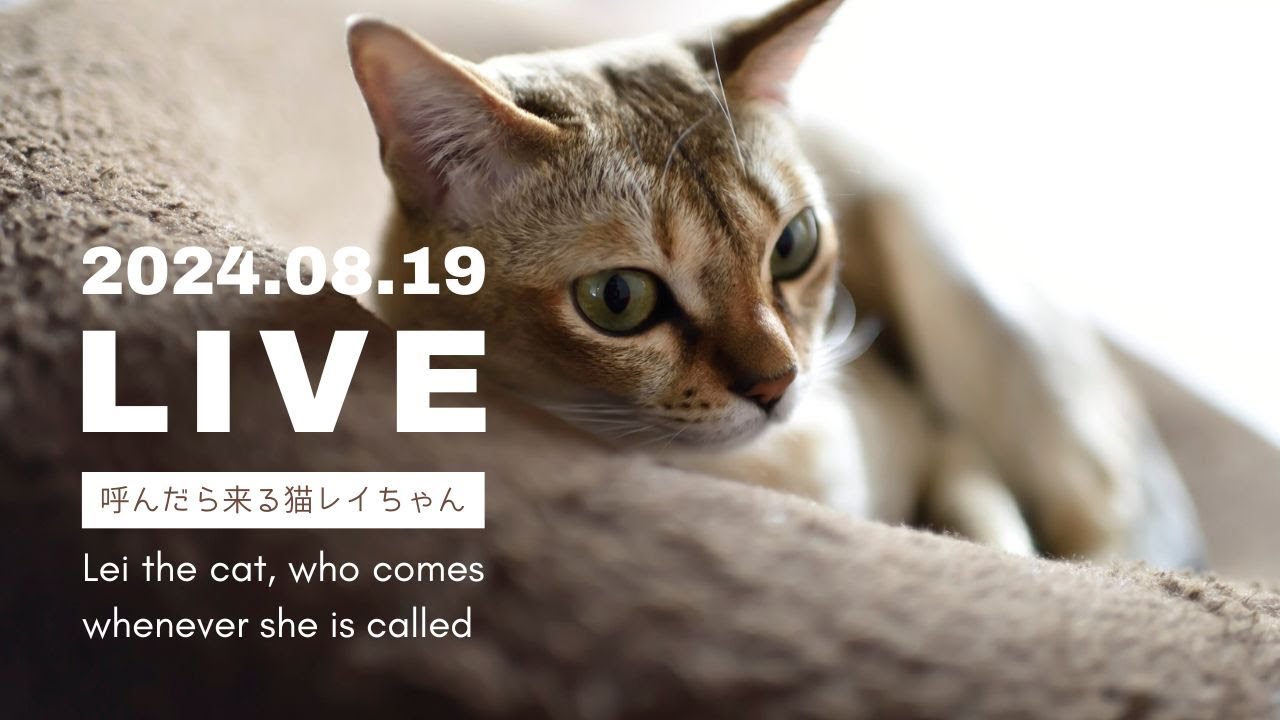【LIVE 2024.08.19 - 2】呼んだら来る猫レイちゃん | Lei the cat, who comes whenever she is called【シンガプーラ】