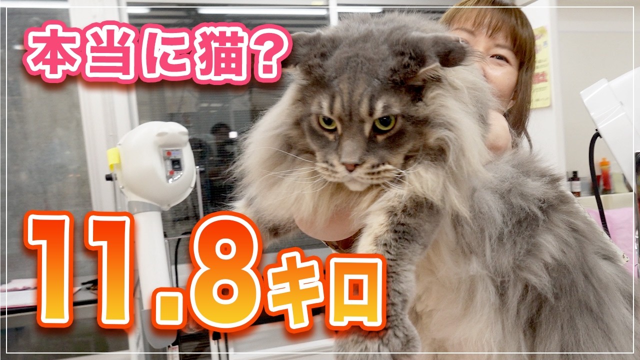 【スタークちゃん】本当に猫？、11.8 キロさすがにデカい！【メインクーン】
