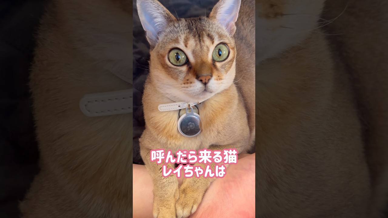 床で寝るレイちゃん #シンガプーラ #cat #shorts