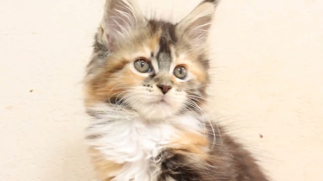 可愛いメインクーン子猫ききょうちゃん