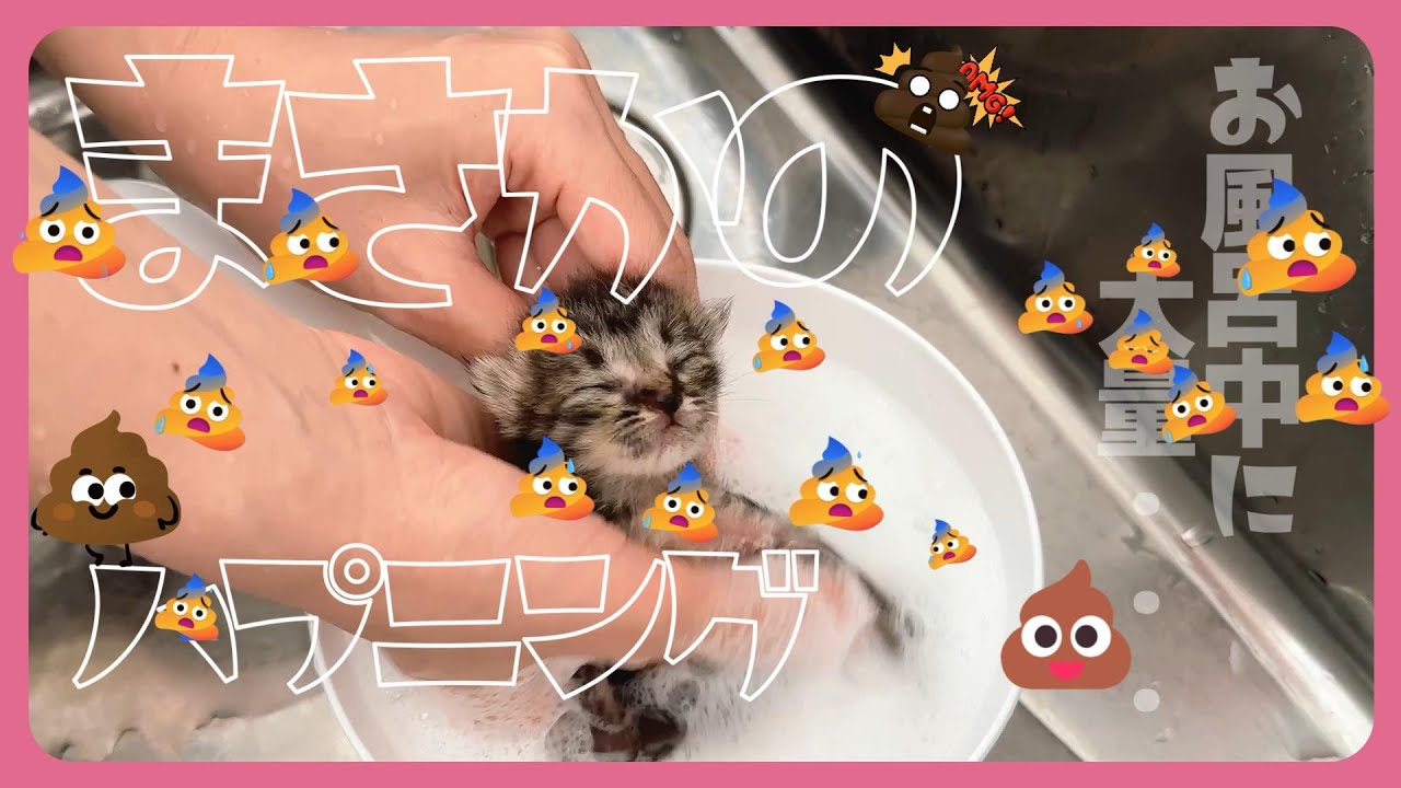 【子猫のお風呂】ポカポカしてユルんだのかぷりぷりぷり～突然のハプニング【保護猫生活】