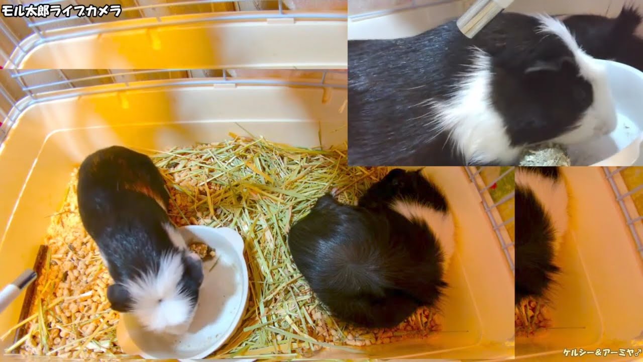 モル太郎ライブカメラ（お試し）guinea pig !!