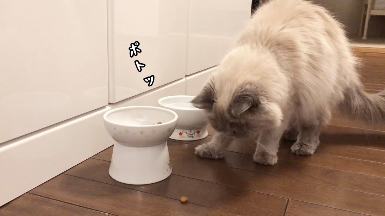 エサの食べ方がユニークな猫 [ヒマラヤン]／The cat is unique in how to feed [Himalayan]