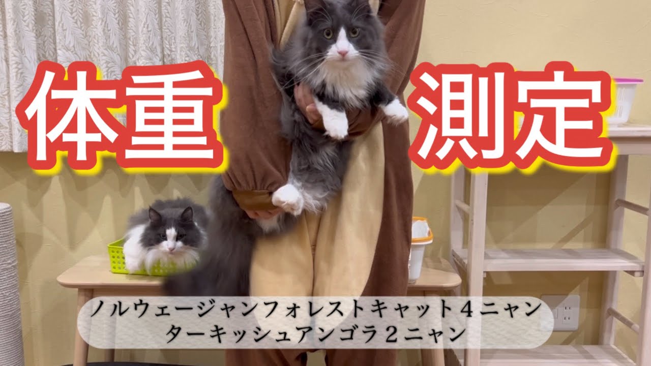 【体重測定】ついに７kgを超えた子が…！？ターキッシュアンゴラとノルウェージャンフォレストキャット♡