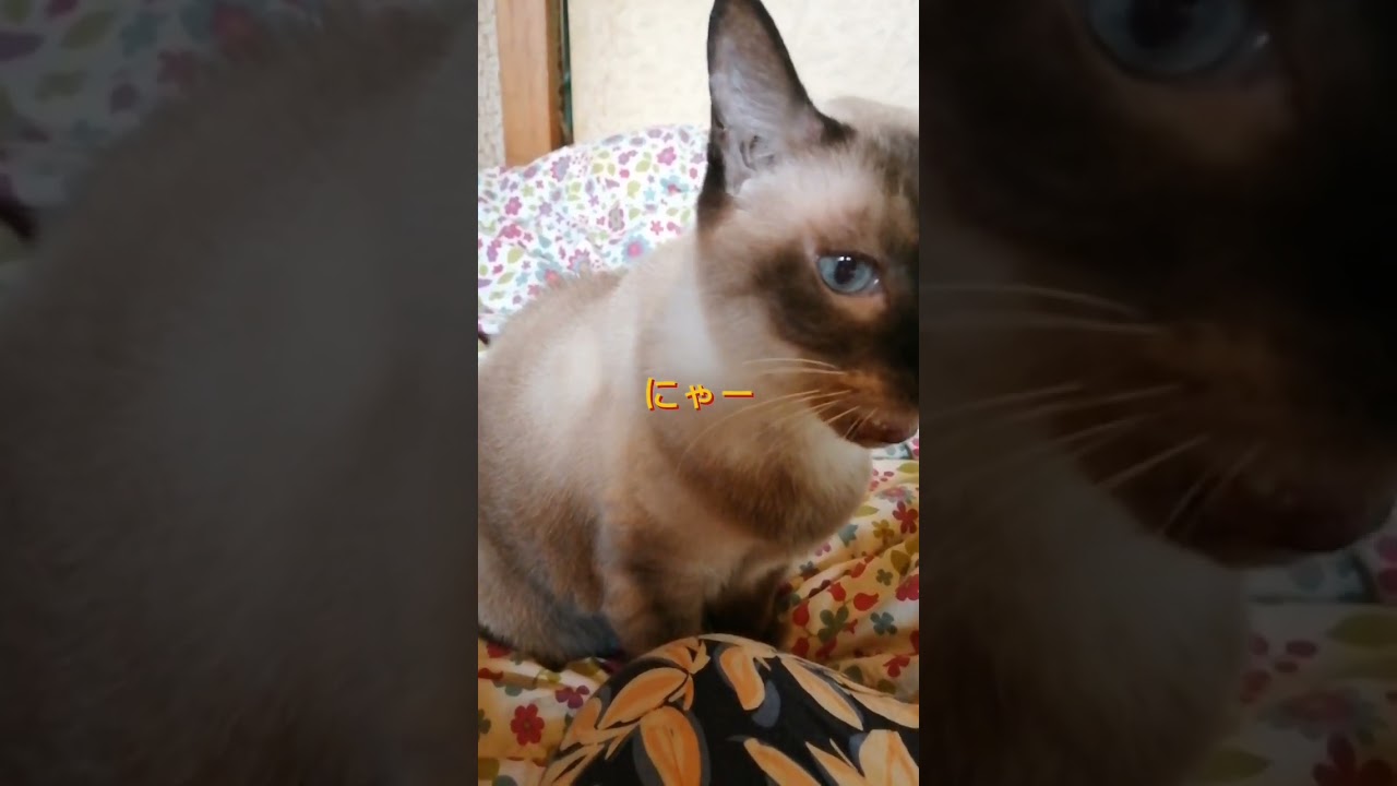 シャム猫#shorts #シャムmix #cat #猫#シャムミックス
