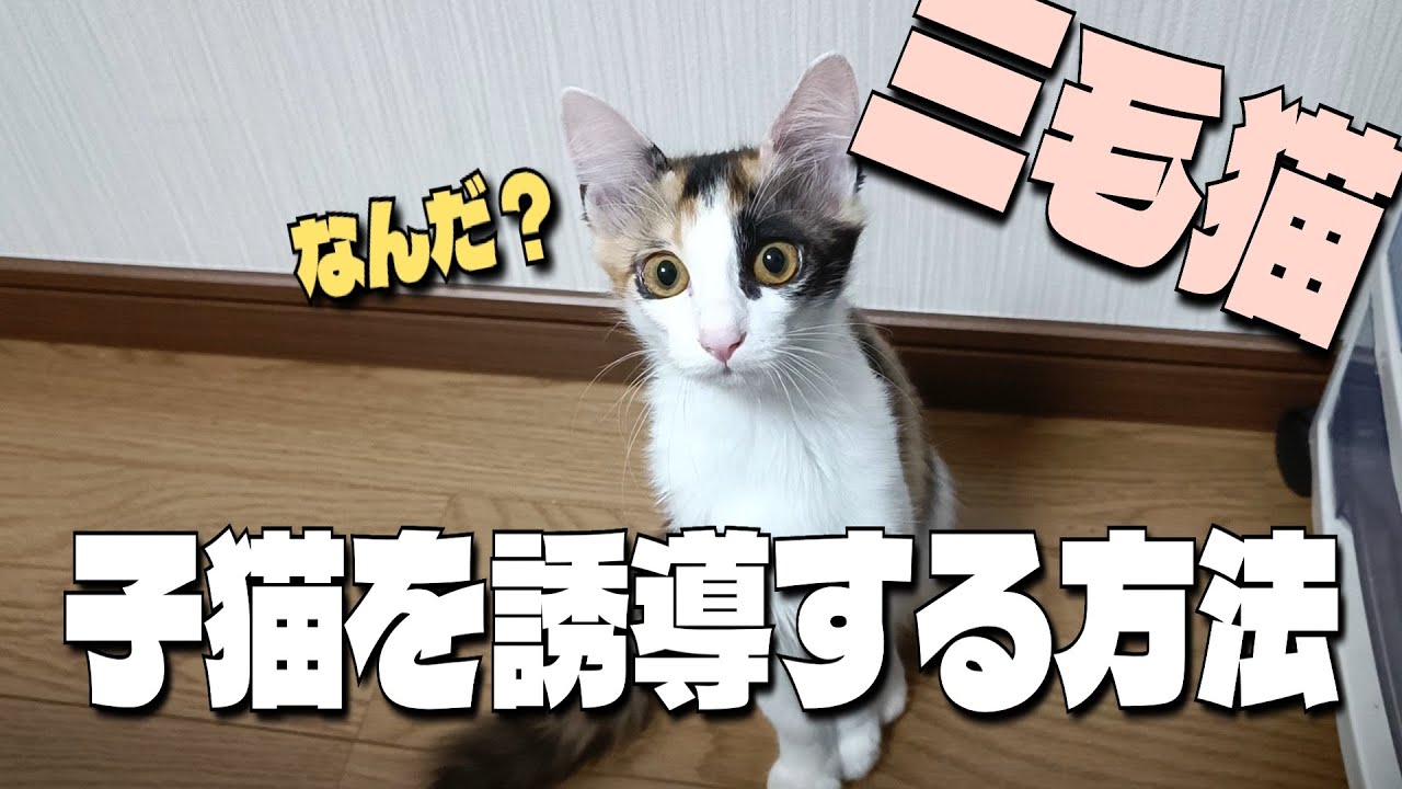 【子猫】ベッドの上から音をたてて誘惑してみた結果、こうなりました｜三毛猫｜保護猫