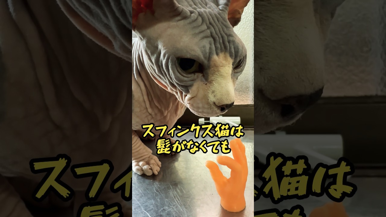 スフィンクス猫についての雑学#shorts#cat #猫#sphynx